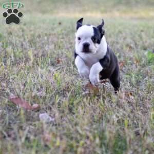 Queenie, Boston Terrier Puppy